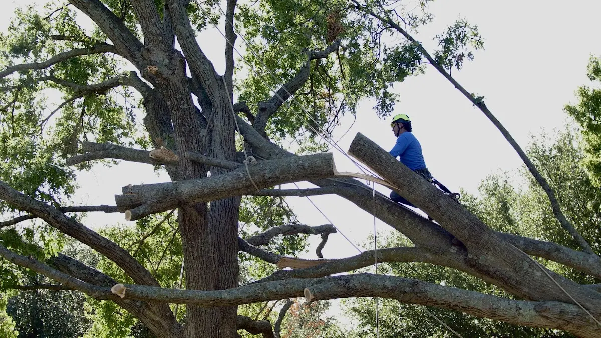 Professional Hazardous Tree Removal performed by certified arborists in Imogene