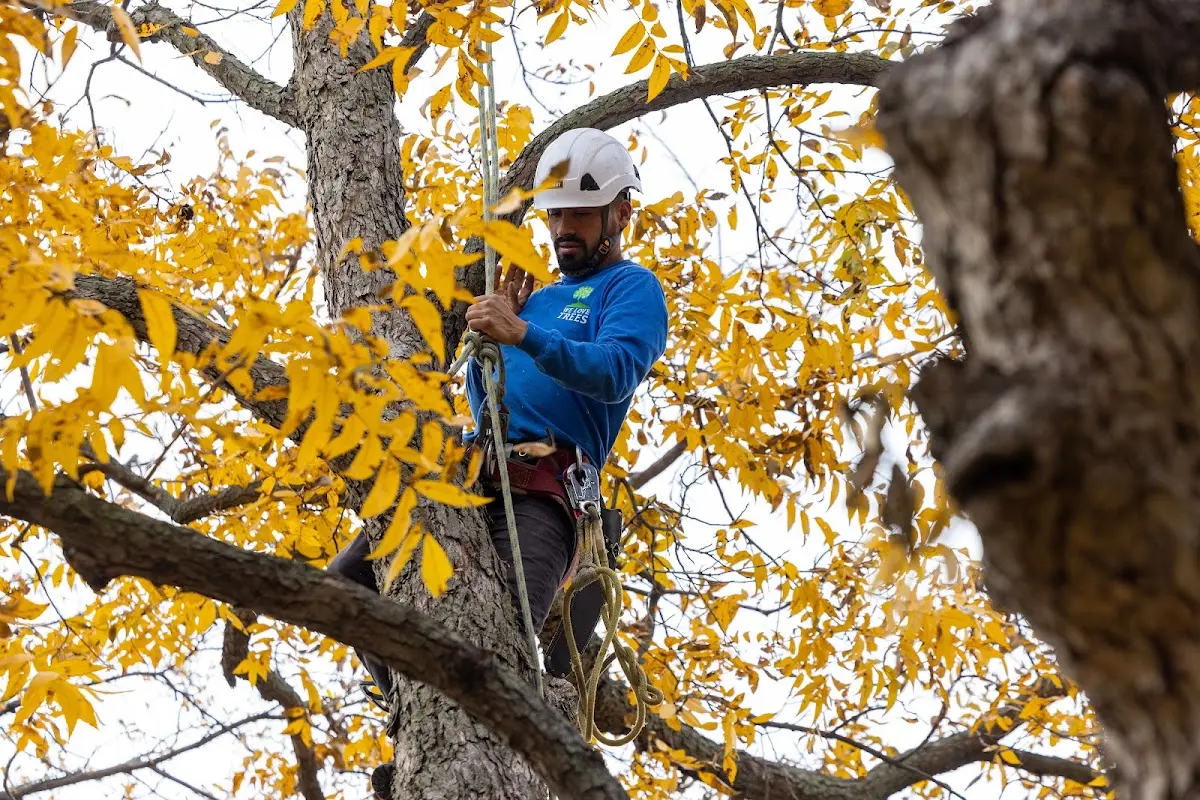 Skilled Tree Planing crew working in Imogene