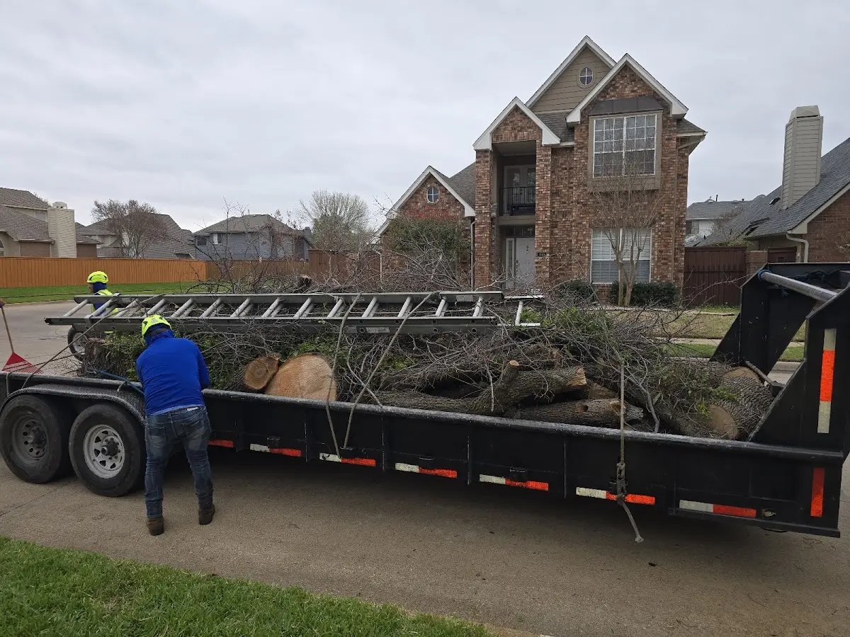 Expert Tree Removal with proper safety equipment in Imogene